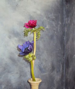 Novacolor Canada Marmorino